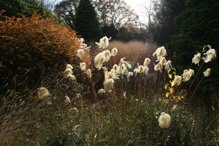 Picture of Miscanthus nepalensis against panicum virgatum